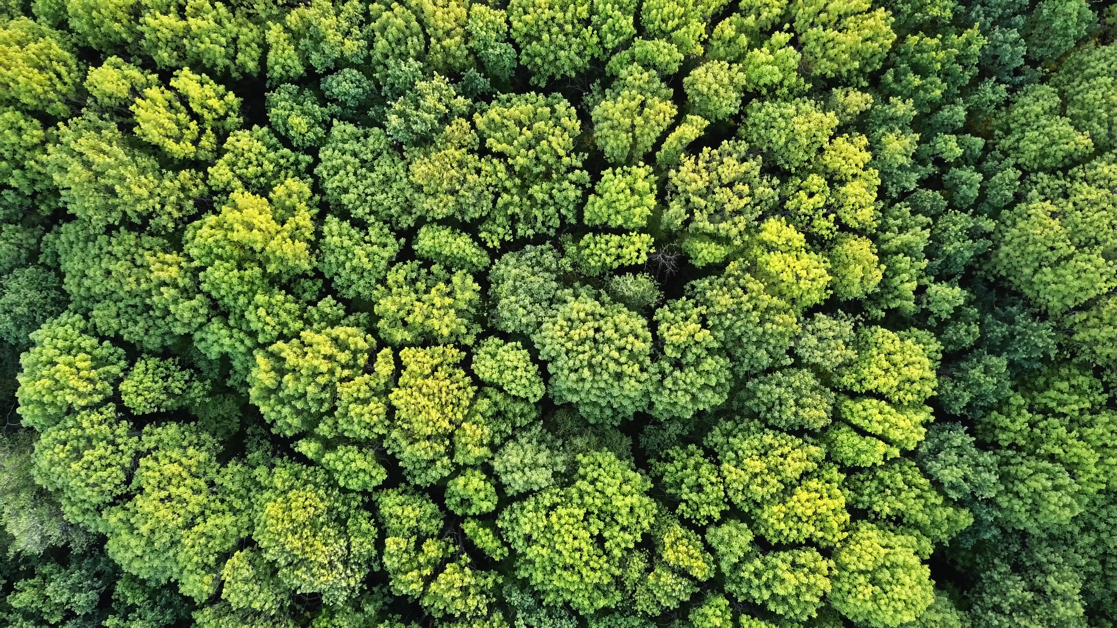 Trees